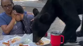 Piknik masasına dadanan ayıyla göz göze gelmemek için heykele dönüştüler
