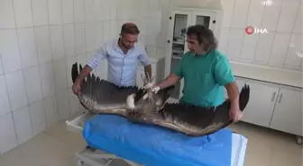 Van'da 200 yaban hayvanı tedavi edilerek doğaya kazandırıldı