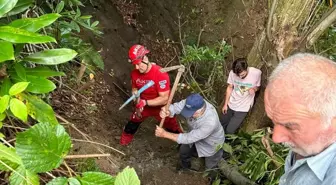 Giresun'da uçuruma düşen inek kurtarıldı
