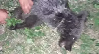 Tosya'da yavru ayı tedavi altına alındı