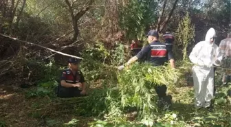 Kırıkkale'de Kenevir Ekimi Yapan Zanlı Yakalandı