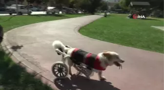 Köpeği felç kaldıktan sonra Müslüman oldu