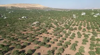 Şanlıurfa'da Fıstık Hasadı Etkinliği Düzenlendi