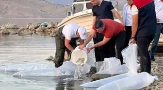 Şırnak'ta Su Kaynaklarının Balıklandırılması Projesi kapsamında yavru sazan balığı bırakıldı