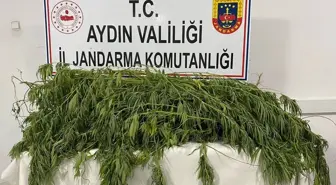 Aydın'da Hint Keneviri Yetiştiriciliği Yapan 2 Zanlı Gözaltına Alındı