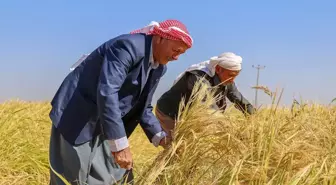 Diyarbakır'da Karacadağ Pirinci Hasat Dönemi Başladı