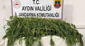 Aydın'da iki ayrı operasyonda 127 kök kenevir bitkisi ele geçirildi