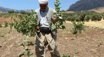 Şırnak'ta Terörden Boşalan Köyler Fıstık Bahçeleriyle Yeniden Canlanıyor