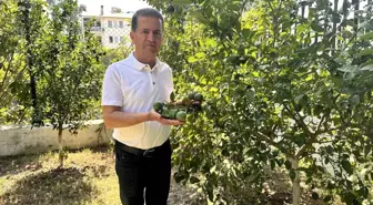 Adana'da Limon Fiyatları Düşüşte