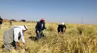 Diyarbakır'da Karacadağ pirinci hasadı başladı