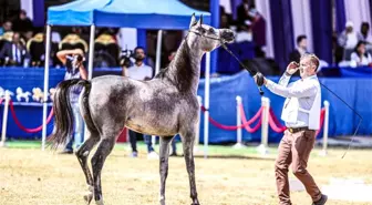 Mısır'da Şarkiye Arap Atı Festivali düzenlendi