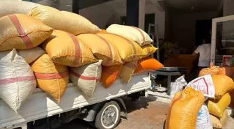 Fındık Fiyatları Düşüş Eğiliminde