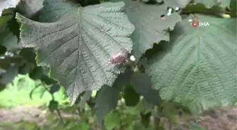 Fındıktaki kaybın yüzde 15'i zararlılar yüzünden