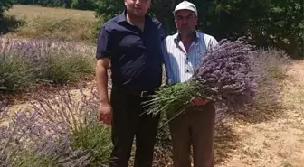 Afyonkarahisar Dazkırı ilçesinde lavanta hasadı yapıldı