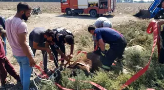 Antakya'da Kuyuya Düşen Buzağı İtfaiye Tarafından Kurtarıldı