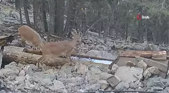 Yaban hayvanlarının su ihtiyacı yalaklarla gideriliyor