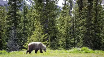 Kanada'da Bozayı Saldırısında 2 Kişi Hayatını Kaybetti
