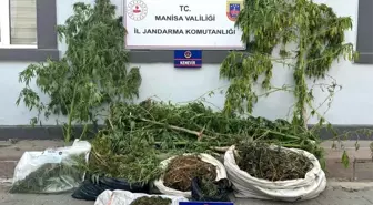 Manisa'da sazlıkta kenevir ve esrar ele geçirildi