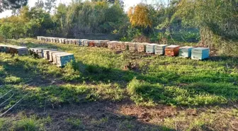 Şırnak'ta Organik ve Doğal Bal Hasadı Başladı