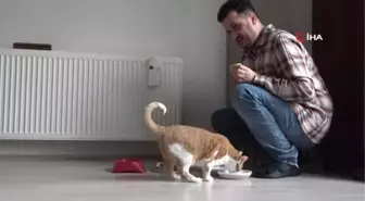 Sokakta yaralı olarak bulduğu kedileri sahiplendi