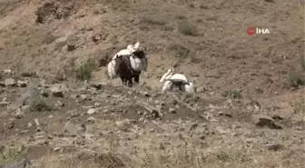 Şırnak'ta yaylalardan heliz otu toplanıyor