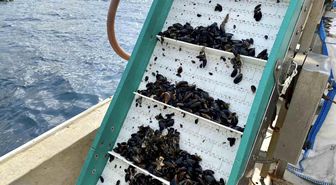 Balıkesir İl Tarım ve Orman Müdürü Midye Üretimi İle İlgili Çalışmalara Katıldı