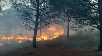 Çanakkale'de Orman Yangını Kontrol Altına Alındı