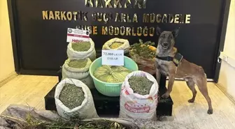 Hakkari'de 72 kilo esrar ve 90 kök kenevir ele geçirildi