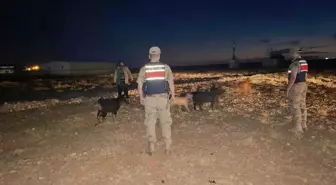 Kilis'te kaybolan küçükbaş hayvanlar bulundu