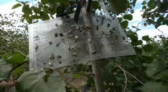 Samsun'da Kahverengi Kokarca ile Mücadele Hızlandırıldı