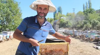 Tosya'da 55 Ton Bal Hasadı Gerçekleşti