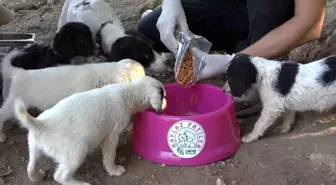 Ünye Belediyesi Sokak Hayvanları İçin Mama Tesisi Açıyor
