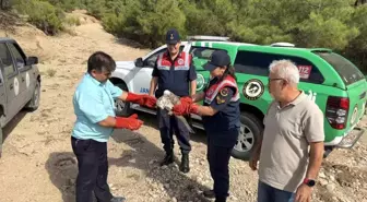 Yaralı Yılan Kartalı Tedavi Altına Alındı