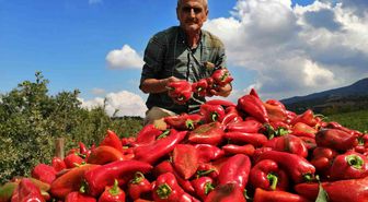 Salihli'de Kapya Biber Hasadı Başladı