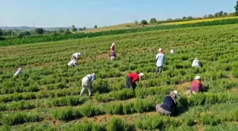 Kocaeli'de Tıbbi Aromatik Bitki Hasadı Başladı