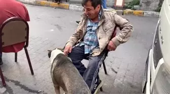 Mahalledeki köpek silahlı çatışmada yaralandı