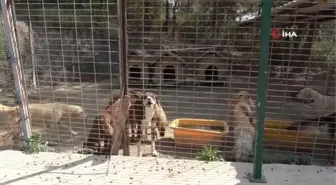 Amasya Belediyesi Hayvan Barınağı Veteriner Hekimler Odası Başkanından Tam Puan