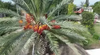 Cami avlusundaki hurma hasadı