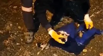 Hakkari'de Çöpe Atılan Yavru Kediler Kurtarıldı