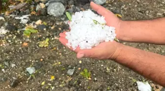 Kilis'te Şiddetli Yağmur ve Dolu Zeytin Ağaçlarına Zarar Verdi