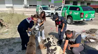 Düzce İl Emniyet Müdürlüğü Sokak Köpeklerini Besledi