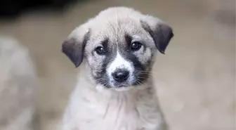 Hayvanları koruma günü sözleri ve mesajları 2023! 4 Ekim Hayvanları koruma günü resimli, anlamlı mesajları!