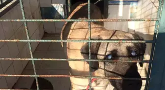 Görme engelli köpek için ev kiralayan genç kadın