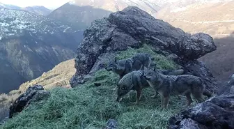 Tunceli'de Yaban Hayvanları Fotokapanlarla Kayıt Altına Alındı