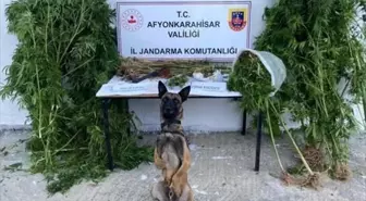 Afyonkarahisar'da Uyuşturucu Operasyonu: 31 Adet Sentetik Ecza ve 2 Gram Esrar Ele Geçirildi