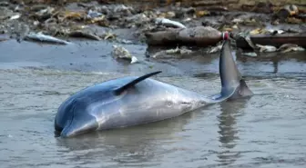 Amazonlar'daki kuraklık 140'tan fazla yunusun ölümüne neden oldu