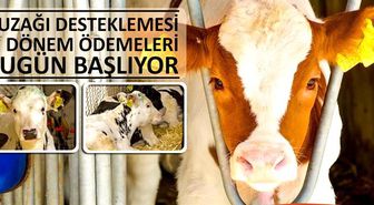 2022 Yılı Buzağı Desteklemesi Ödemeleri Başlıyor