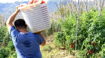 Mersin'de Güz Domatesi Hasadı Başladı