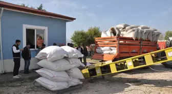 Gümüşhacıköy'de TMO Haşhaş Kapsülü Alımı Başladı