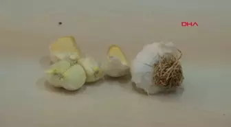 Kastamonu Taşköprü Sarımsağı, Çin Sarımsağından Daha Etkili Bulundu